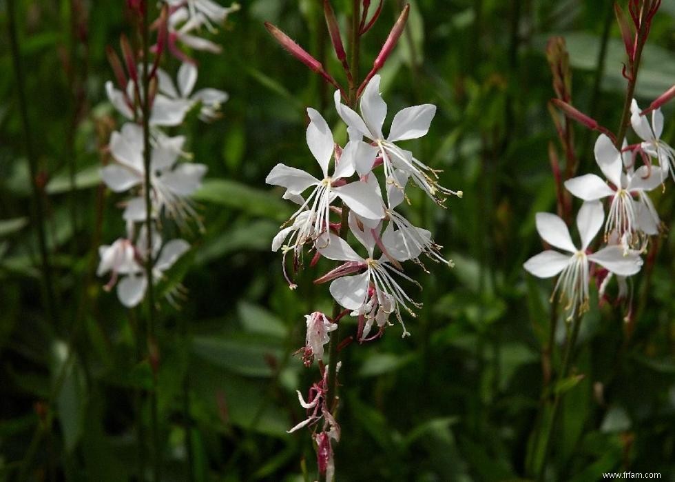 50 fleurs d automne qui fleurissent en octobre 