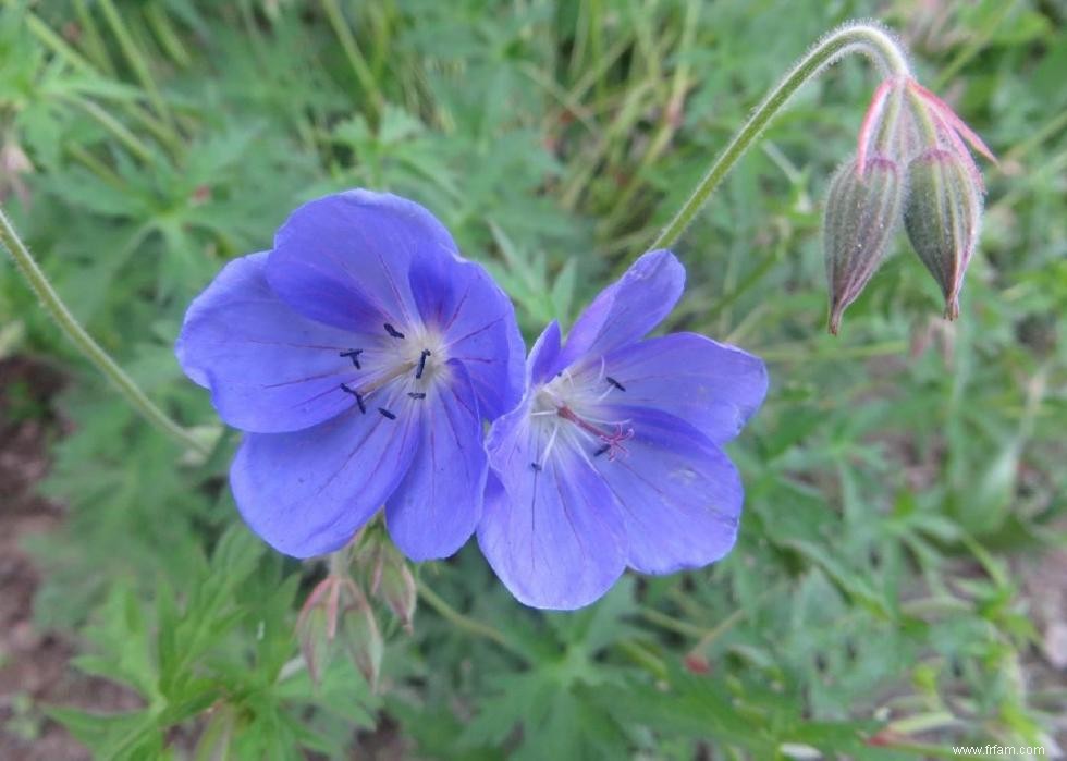 50 fleurs d automne qui fleurissent en octobre 