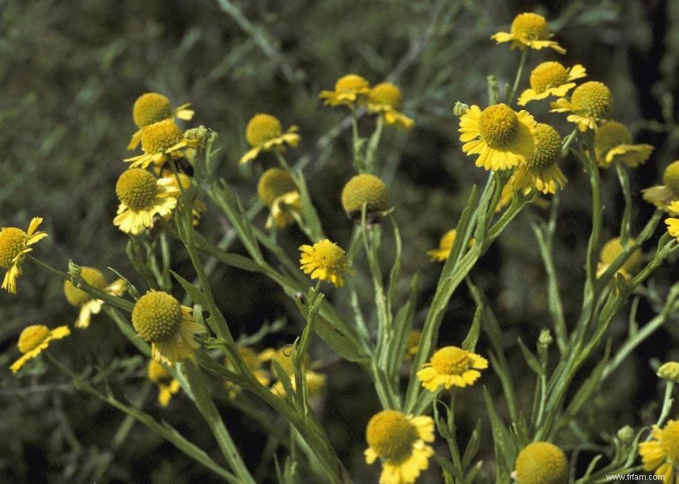 50 fleurs d automne qui fleurissent en octobre 