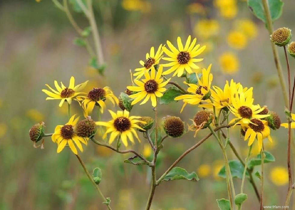 50 fleurs d automne qui fleurissent en octobre 