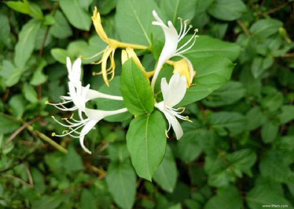 50 fleurs d automne qui fleurissent en octobre 