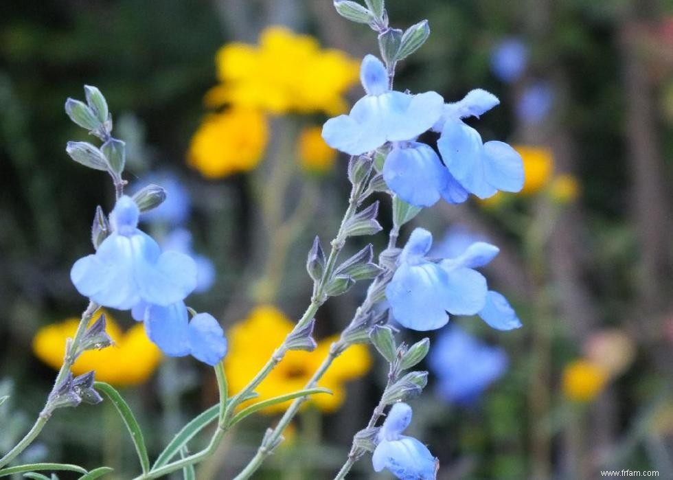 50 fleurs d automne qui fleurissent en octobre 