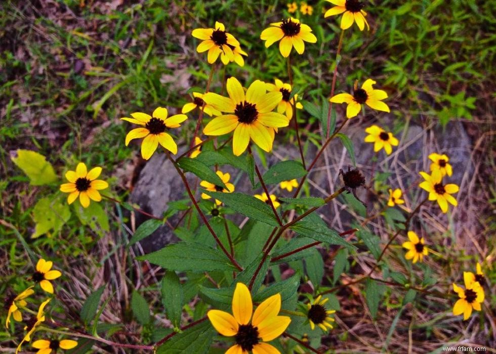 50 fleurs d automne qui fleurissent en octobre 