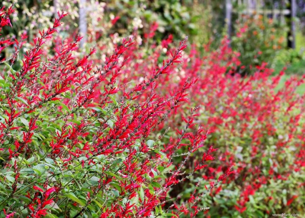 50 fleurs d automne qui fleurissent en octobre 