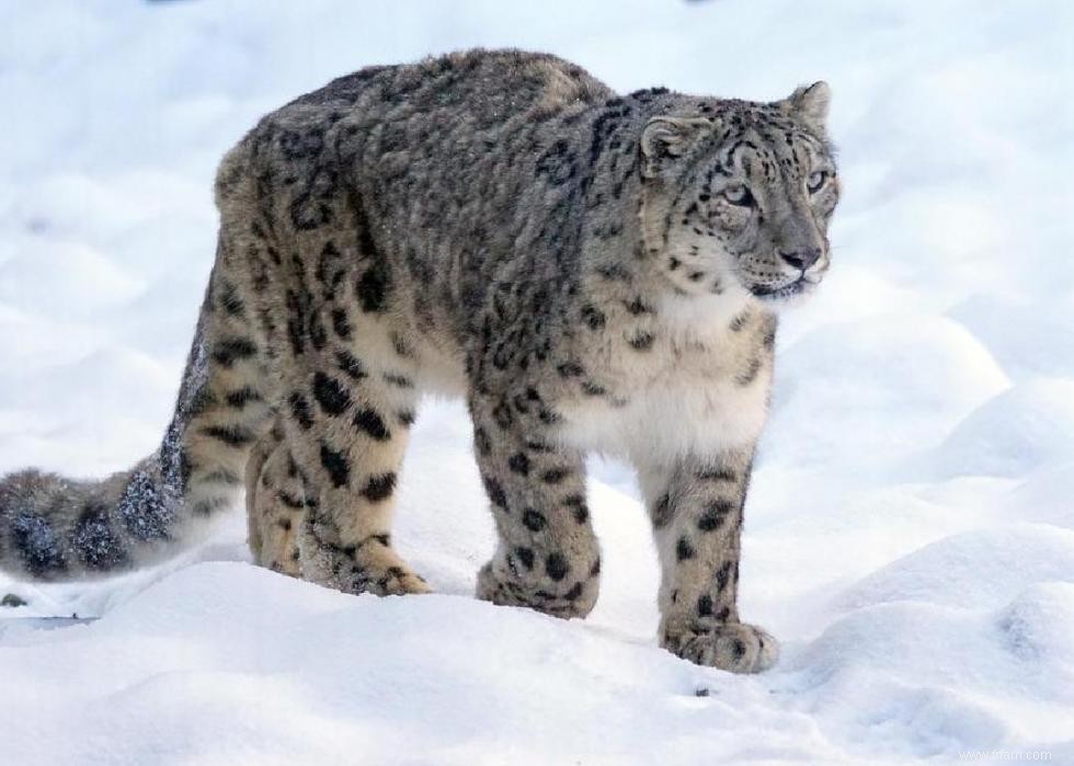 Les ours polaires et 50 autres espèces menacées par le changement climatique 