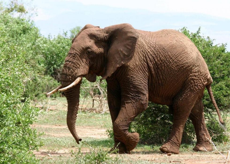 Les ours polaires et 50 autres espèces menacées par le changement climatique 