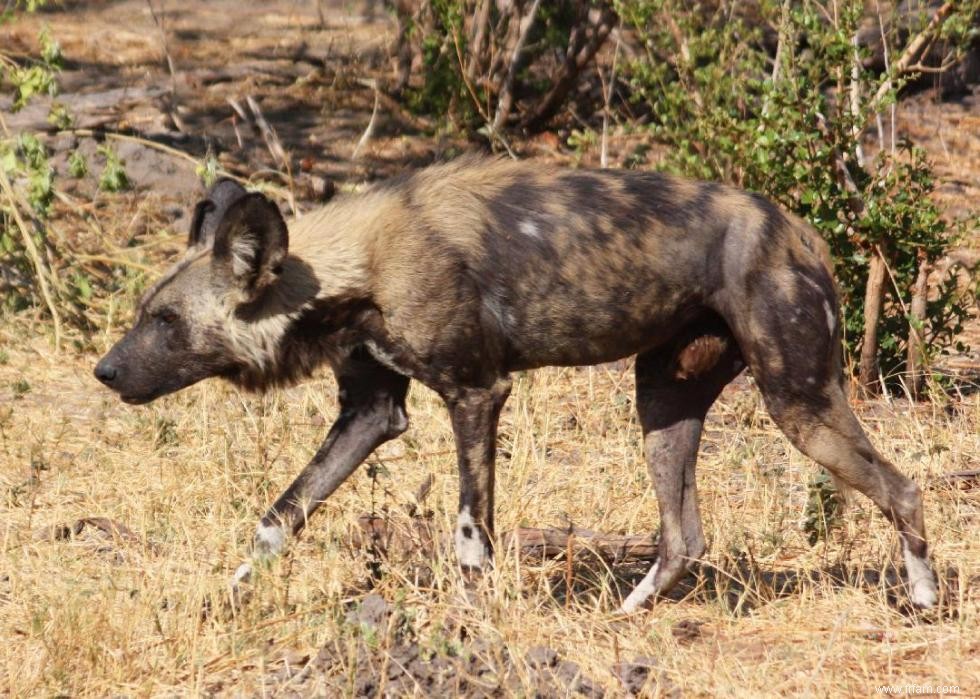 Les ours polaires et 50 autres espèces menacées par le changement climatique 