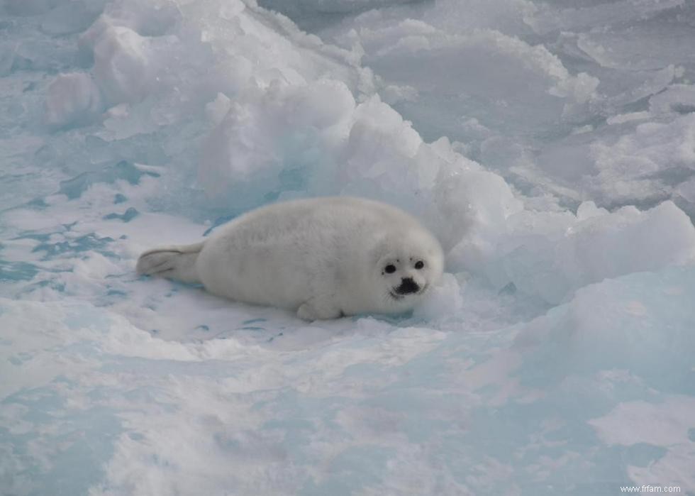 Les ours polaires et 50 autres espèces menacées par le changement climatique 