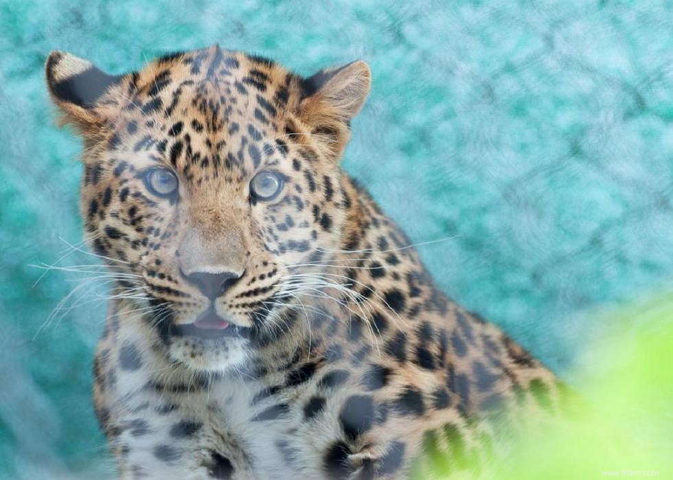 Les ours polaires et 50 autres espèces menacées par le changement climatique 