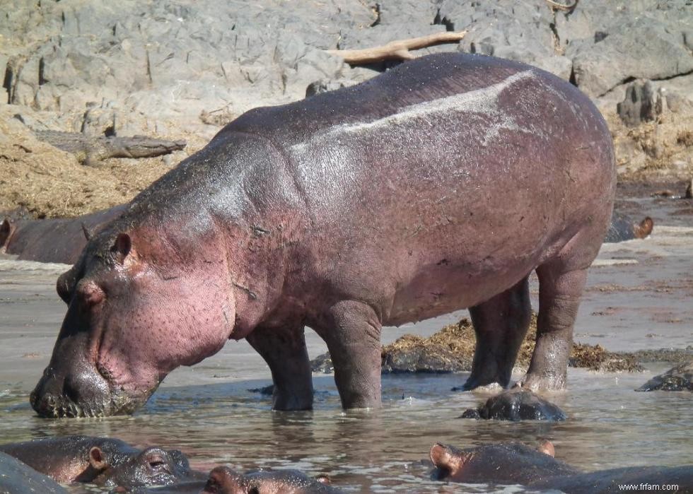 Les ours polaires et 50 autres espèces menacées par le changement climatique 