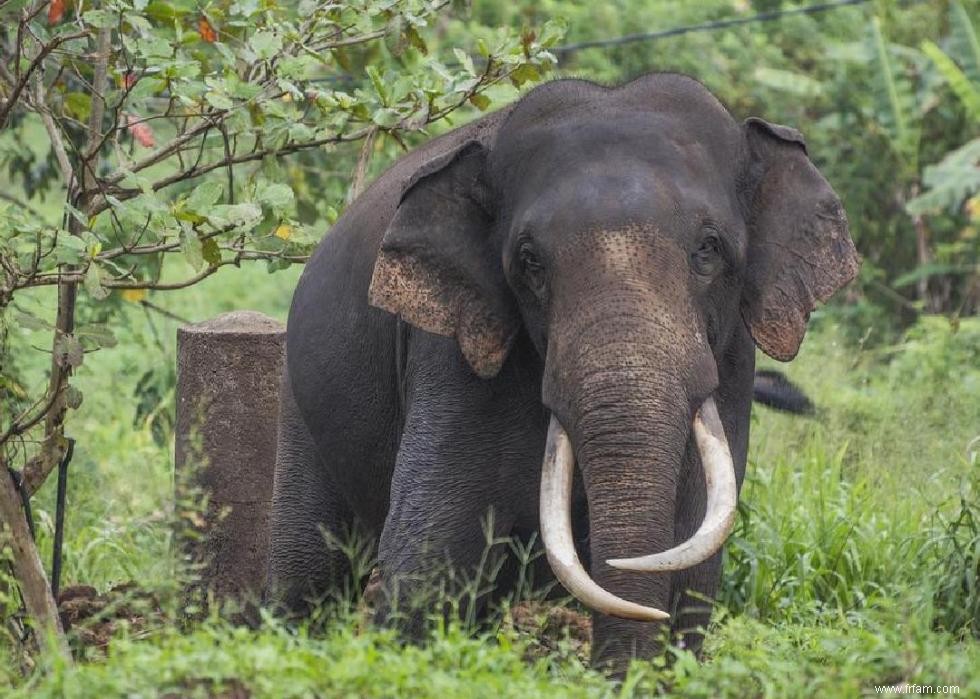 Les ours polaires et 50 autres espèces menacées par le changement climatique 