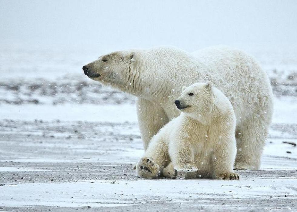 Les ours polaires et 50 autres espèces menacées par le changement climatique 