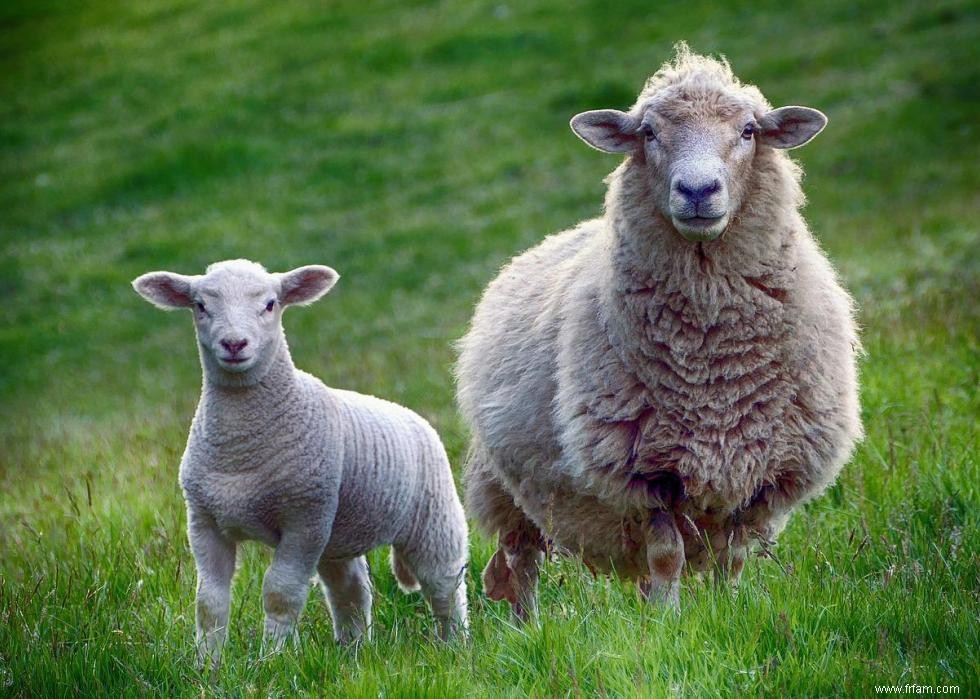 50 records du monde Guinness farfelus dont vous ignoriez l existence 