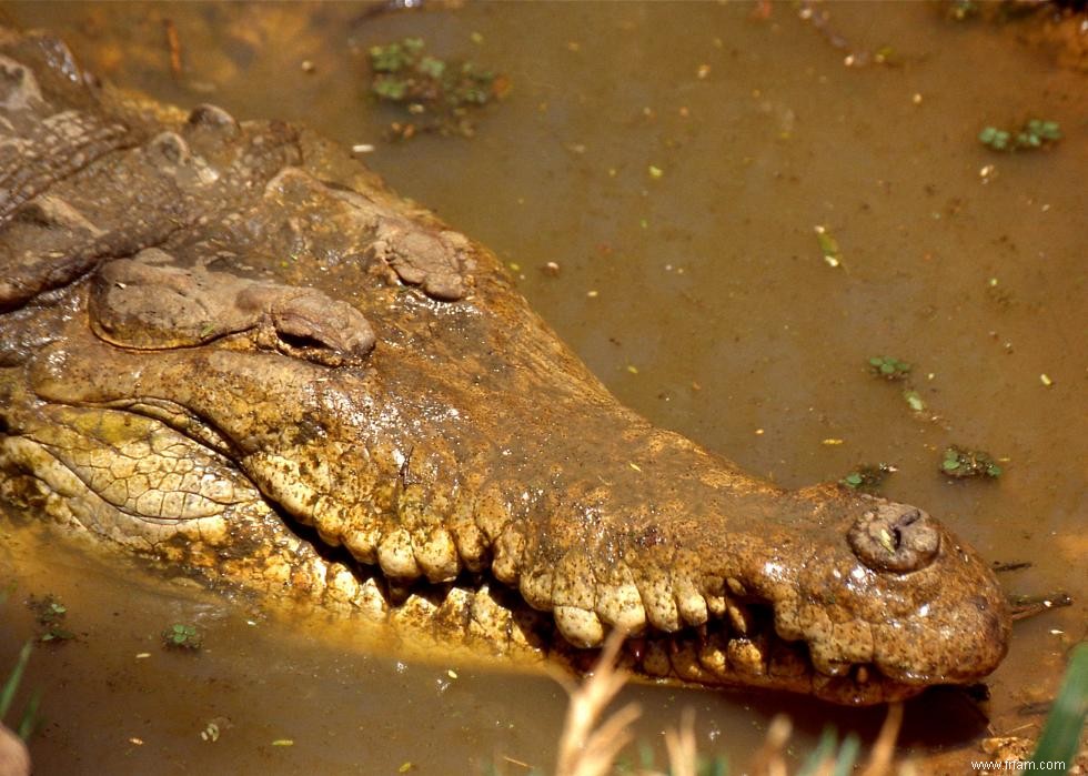 25 légendes urbaines populaires expliquées 