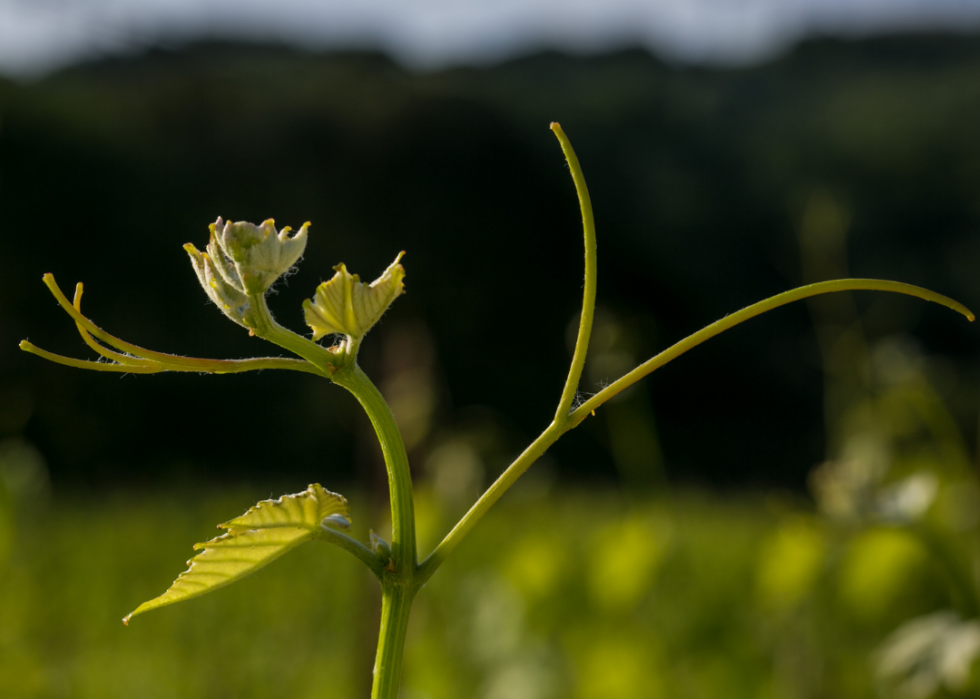 L impact du changement climatique sur l industrie du vin 