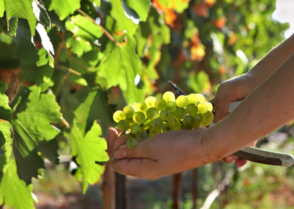 L impact du changement climatique sur l industrie du vin 