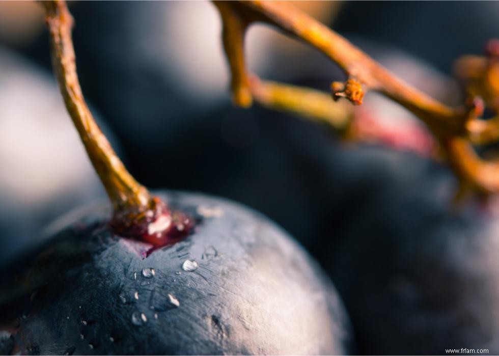 L impact du changement climatique sur l industrie du vin 