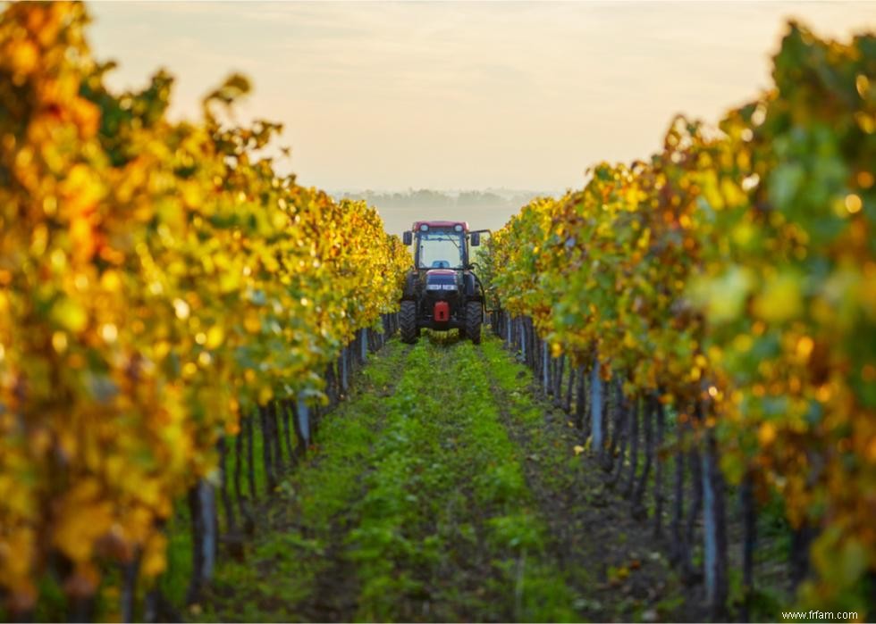 L impact du changement climatique sur l industrie du vin 