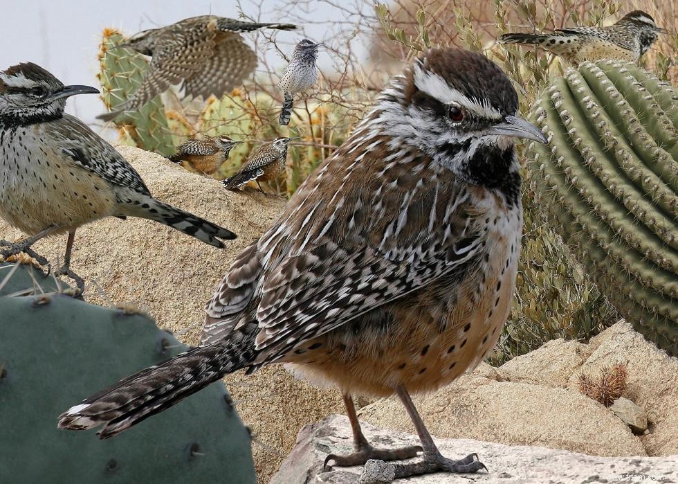 Connaissez-vous votre oiseau d état? 