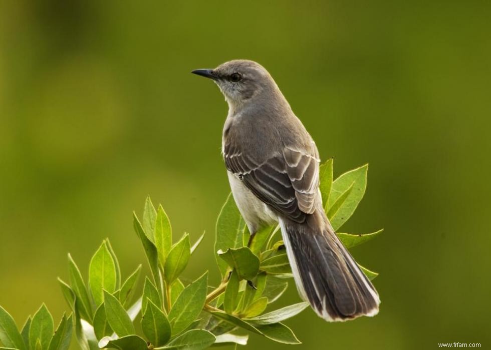 Connaissez-vous votre oiseau d état? 