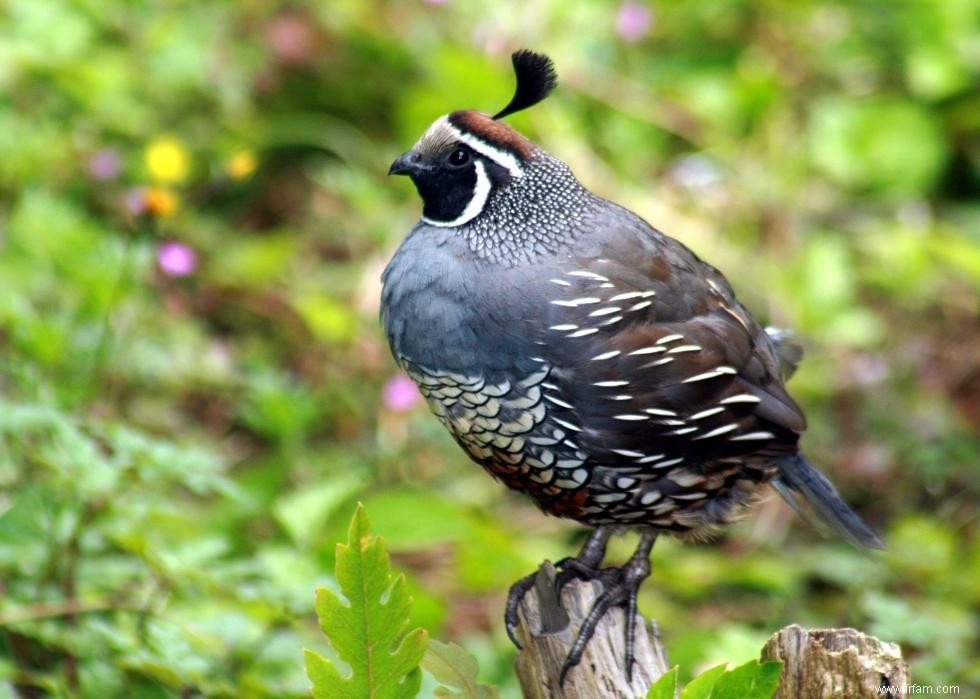 Connaissez-vous votre oiseau d état? 