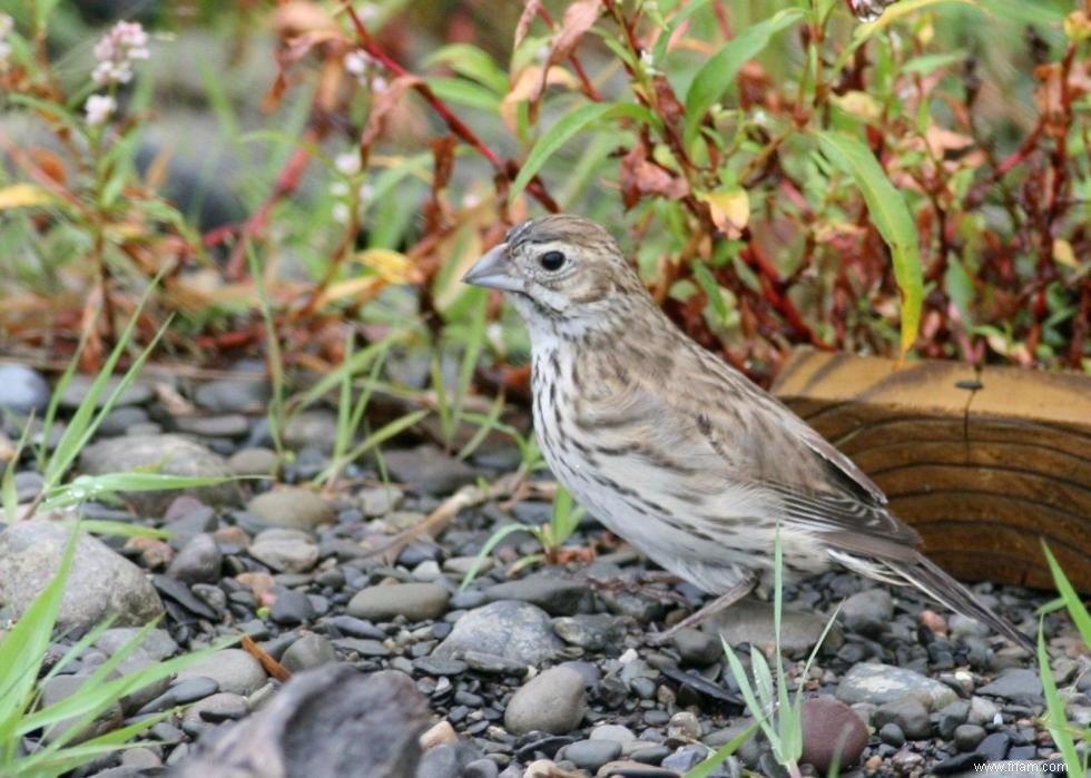 Connaissez-vous votre oiseau d état? 