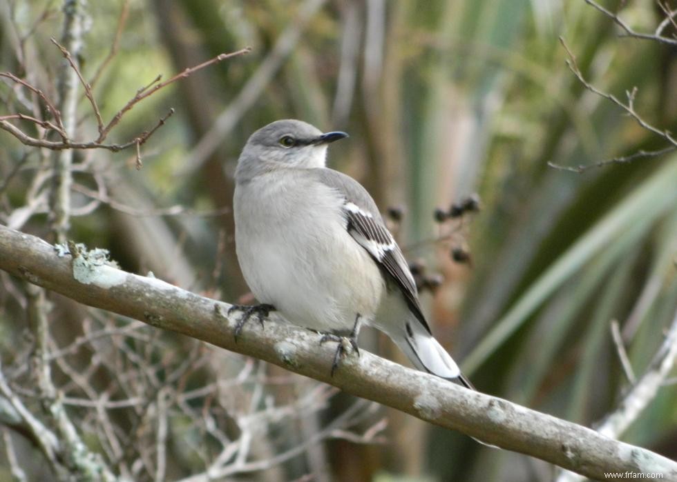 Connaissez-vous votre oiseau d état? 