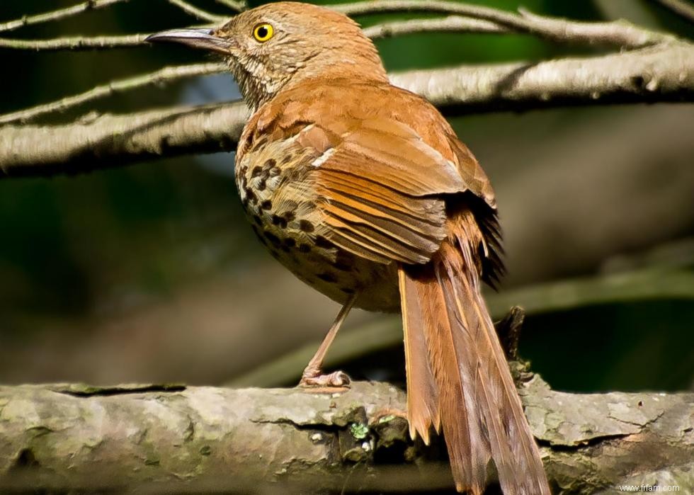 Connaissez-vous votre oiseau d état? 