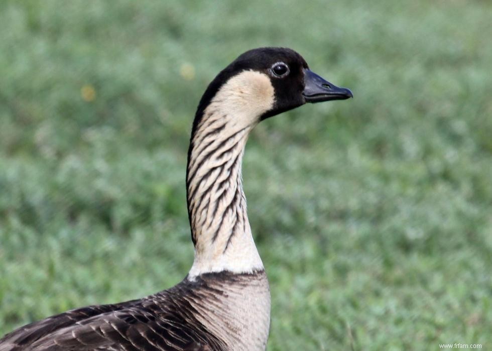 Connaissez-vous votre oiseau d état? 