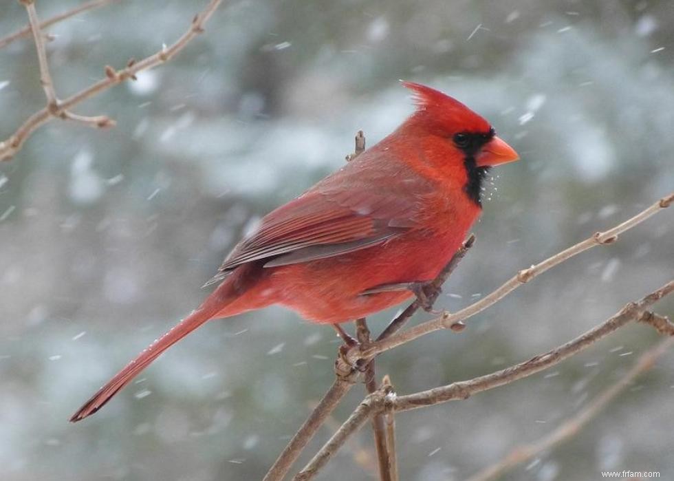 Connaissez-vous votre oiseau d état? 