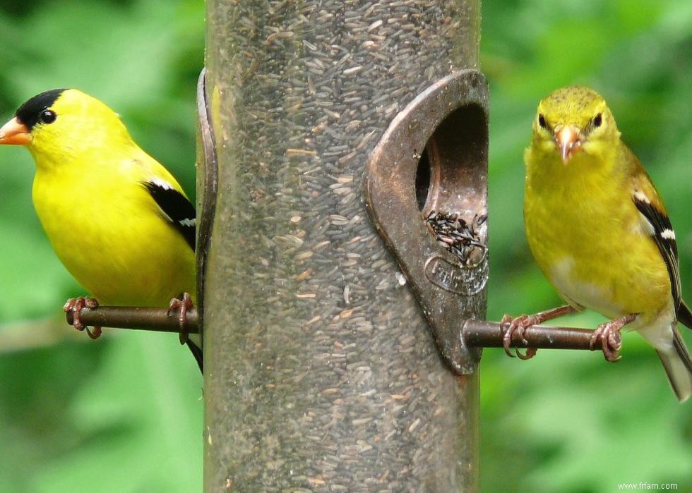 Connaissez-vous votre oiseau d état? 