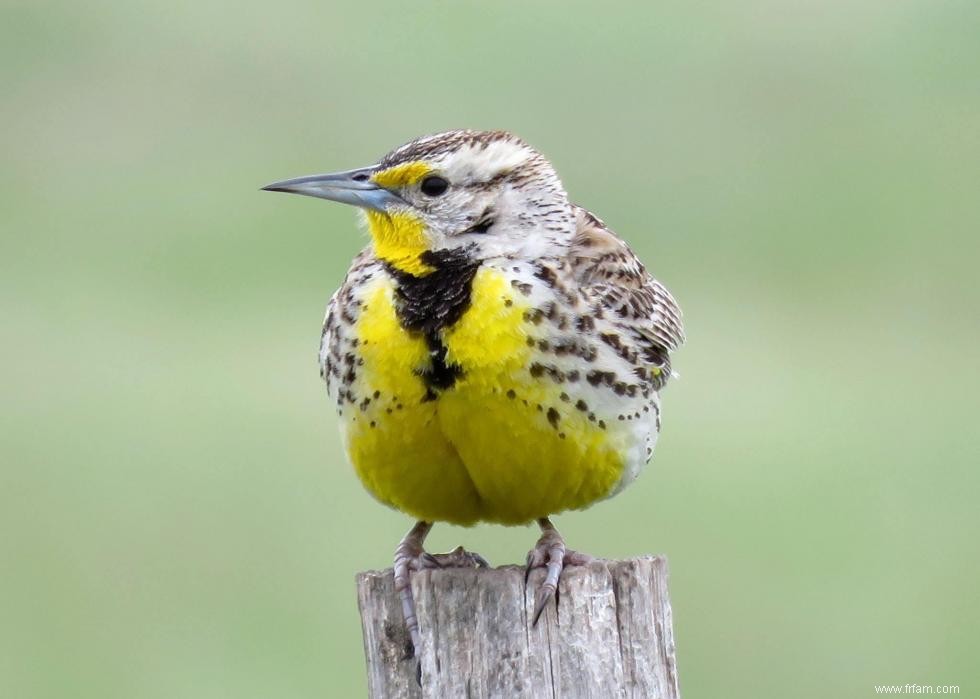 Connaissez-vous votre oiseau d état? 