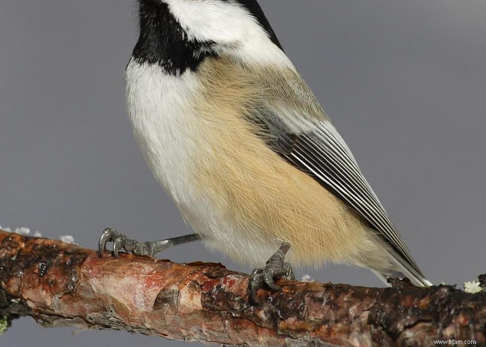 Connaissez-vous votre oiseau d état? 