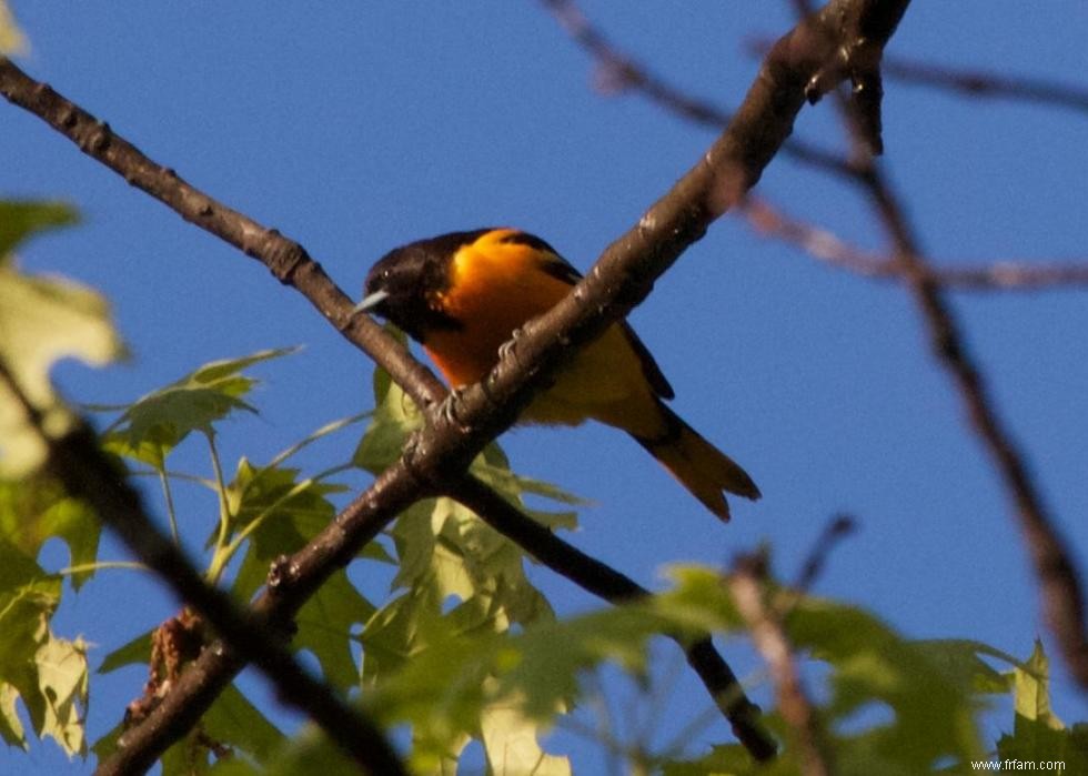 Connaissez-vous votre oiseau d état? 