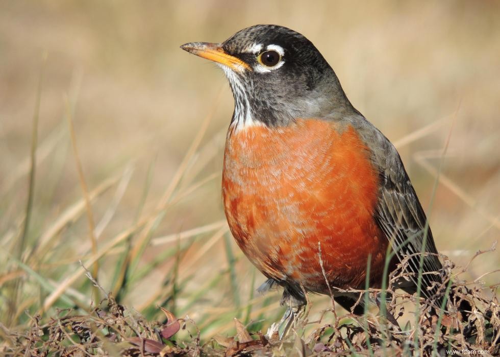 Connaissez-vous votre oiseau d état? 