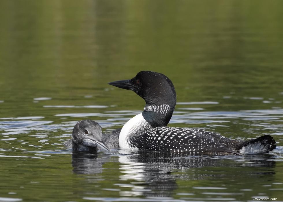 Connaissez-vous votre oiseau d état? 