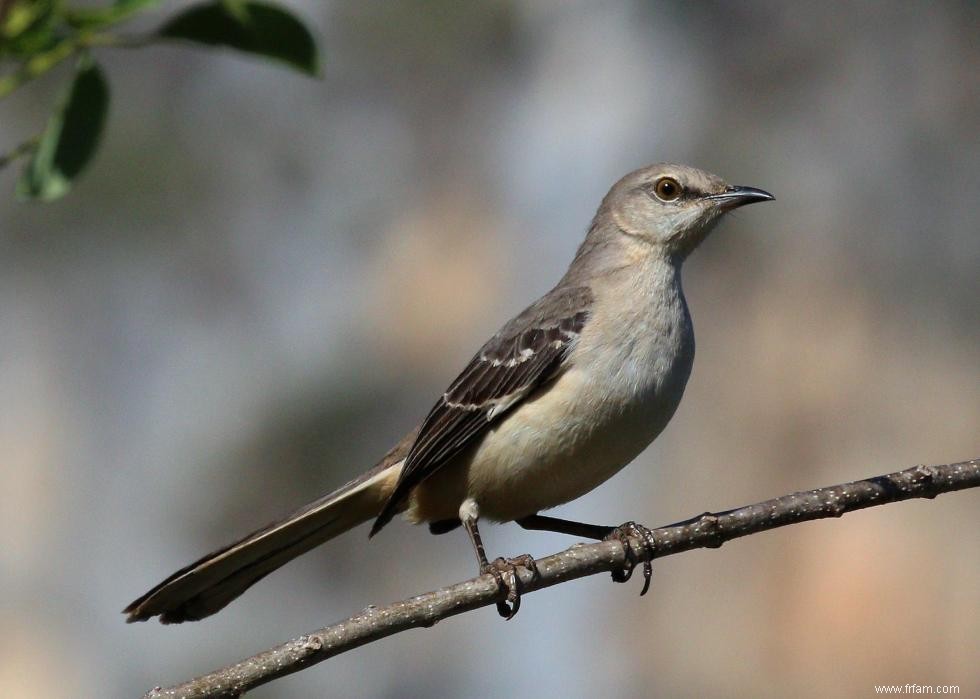 Connaissez-vous votre oiseau d état? 