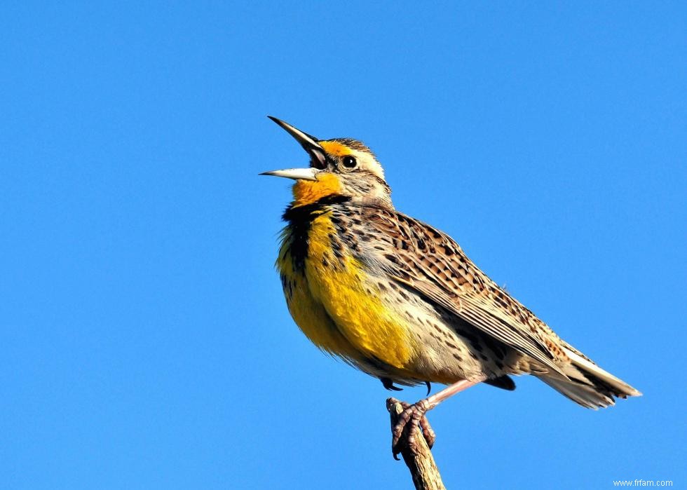 Connaissez-vous votre oiseau d état? 