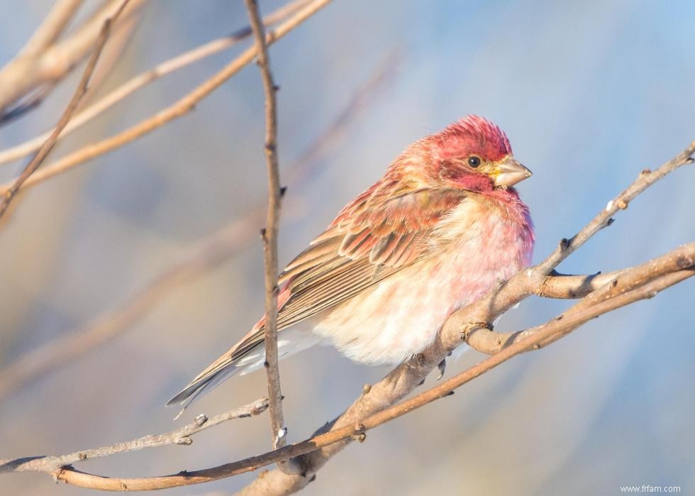 Connaissez-vous votre oiseau d état? 