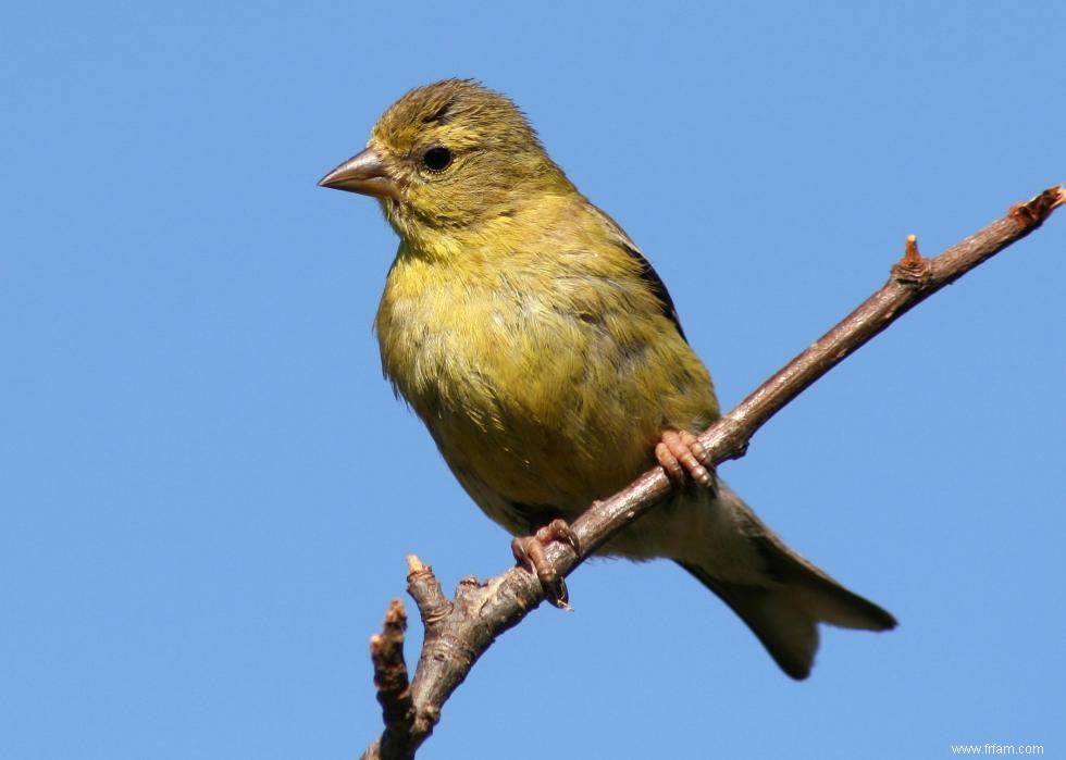 Connaissez-vous votre oiseau d état? 