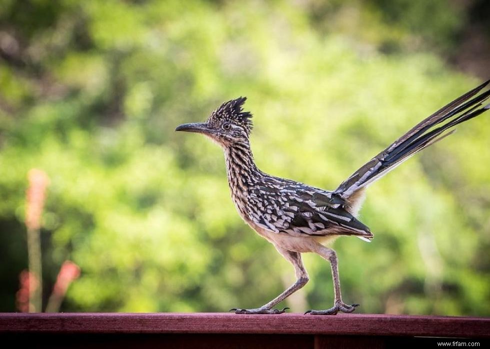 Connaissez-vous votre oiseau d état? 