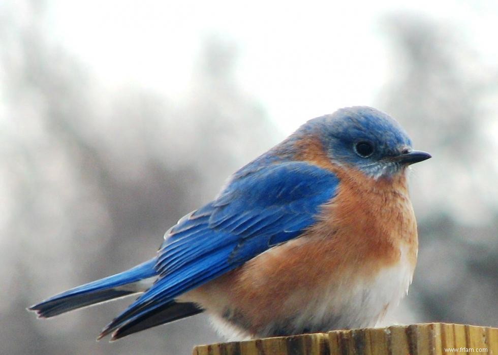 Connaissez-vous votre oiseau d état? 