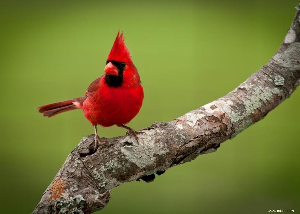 Connaissez-vous votre oiseau d état? 