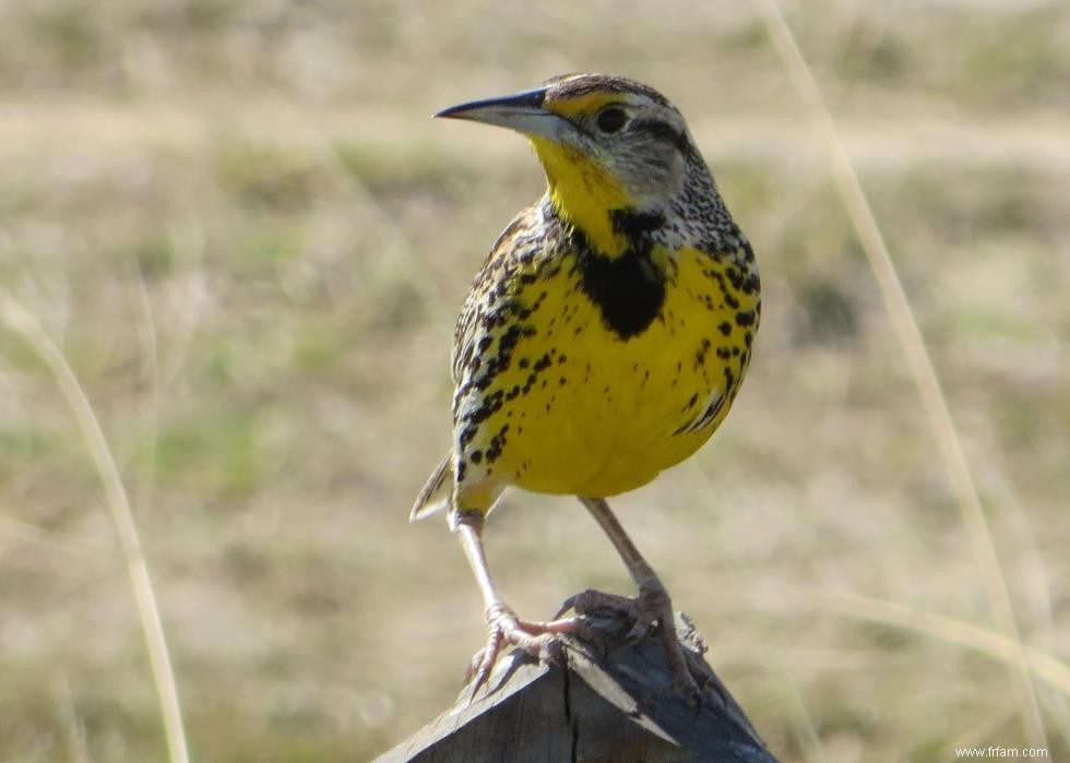 Connaissez-vous votre oiseau d état? 