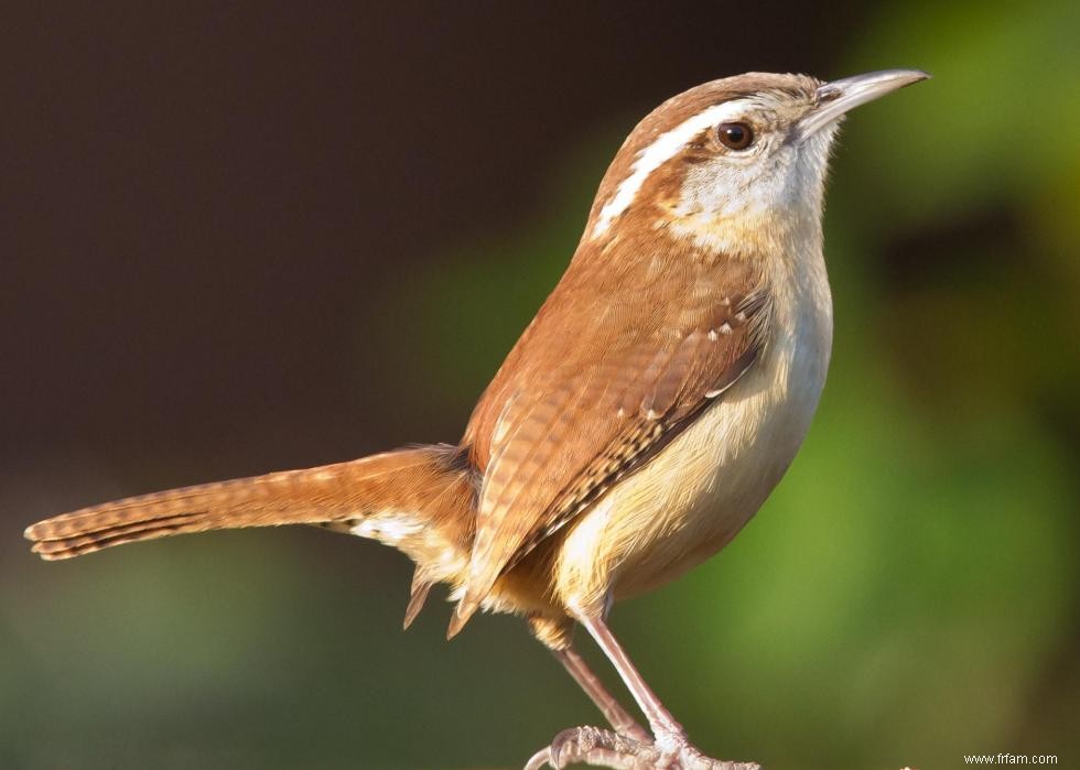 Connaissez-vous votre oiseau d état? 