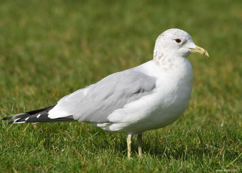 Connaissez-vous votre oiseau d état? 