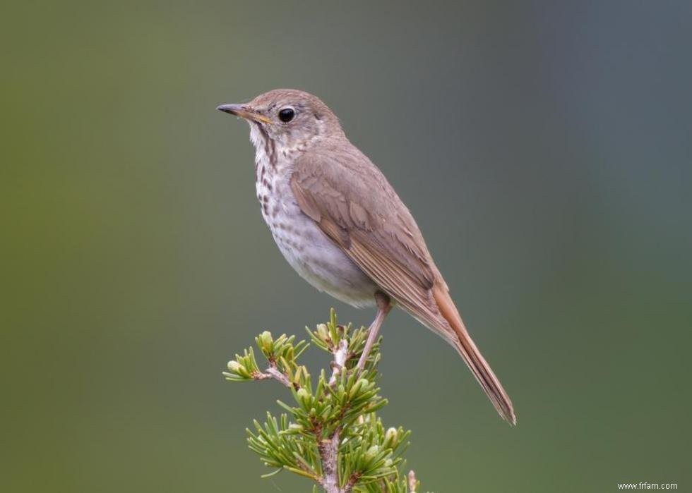 Connaissez-vous votre oiseau d état? 