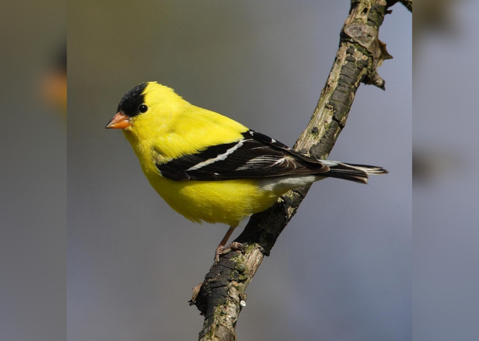 Connaissez-vous votre oiseau d état? 