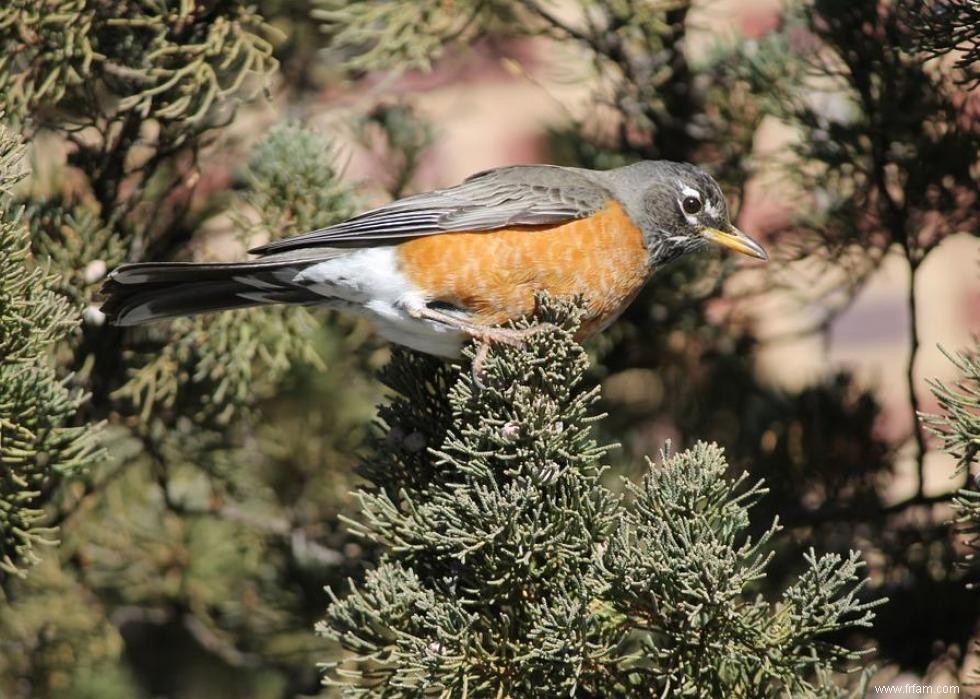 Connaissez-vous votre oiseau d état? 