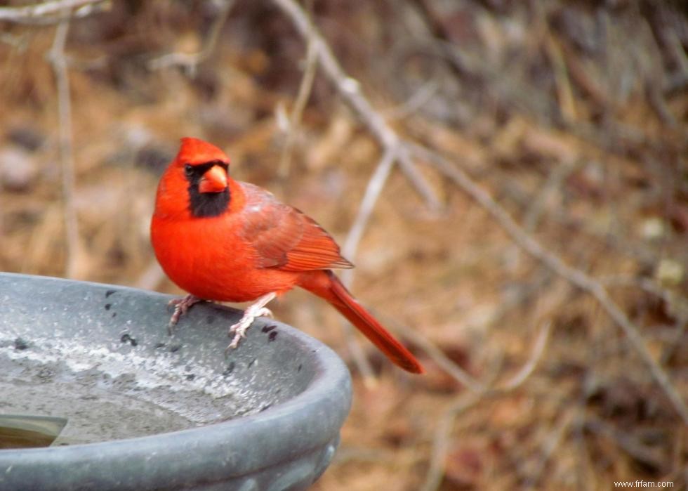 Connaissez-vous votre oiseau d état? 